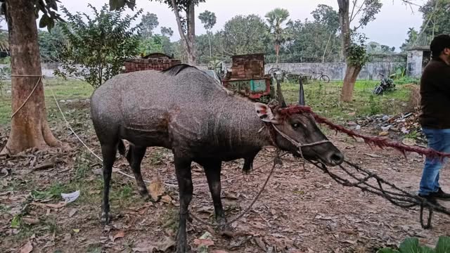 বাগাতিপাড়ায় গয়াল প্রজাতির নীলষাঁড় উদ্ধার